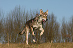 Saarloos Wolfhound