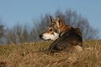 Saarloos Wolfhound