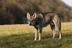 Saarloos Wolfhound