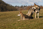 Saarloos Wolfhounds