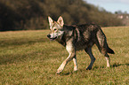 Saarloos Wolfhound