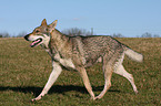 Saarloos Wolfhound