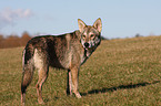 Saarloos Wolfhound