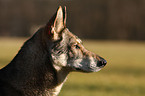 Saarloos Wolfhound