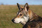 Saarloos Wolfhound