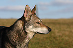 Saarloos Wolfhound