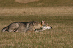 Saarloos Wolfhound