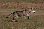 Saarloos Wolfhound