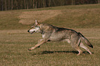 Saarloos Wolfhound