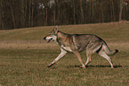 Saarloos Wolfhound