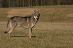 Saarloos Wolfhound