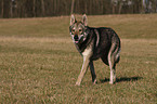 Saarloos Wolfhound