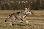 Saarloos Wolfhound