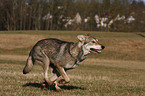 Saarloos Wolfhound