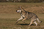 Saarloos Wolfhound