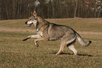 Saarloos Wolfhound