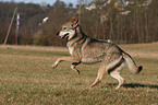 Saarloos Wolfhound