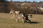 Saarloos Wolfhounds