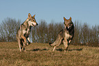 Saarloos Wolfhounds