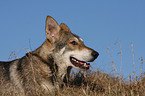 Saarloos Wolfhound