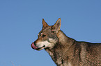 Saarloos Wolfhound