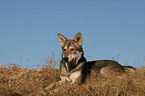 Saarloos Wolfhound