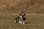 Saarloos Wolfhound