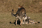 Saarloos Wolfhounds