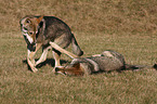 Saarloos Wolfhounds