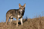 Saarloos Wolfhound