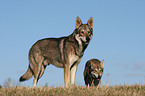 Saarloos Wolfhounds