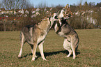 Saarloos Wolfhounds