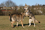 Saarloos Wolfhounds