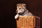 Saarloos wolfdog in basket