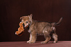 Saarloos wolfdog puppy