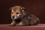 Saarloos wolfdog puppy