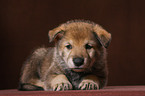 Saarloos wolfdog puppy