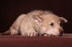 Saarloos wolfdog puppy