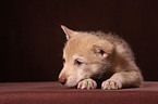 Saarloos wolfdog puppy