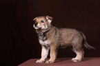 Saarloos wolfdog puppy