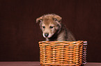 Saarloos wolfdog in basket