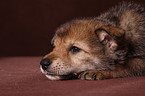 Saarloos wolfdog puppy