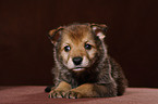 Saarloos wolfdog puppy