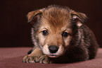 Saarloos wolfdog puppy