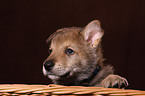 Saarloos wolfdog in basket