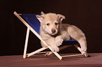 Saarloos wolfdog at deckchair