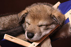 Saarloos wolfdog at deckchair