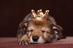 sleeping Saarloos Wolfdog puppy