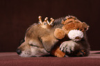 sleeping Saarloos Wolfdog puppy