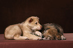 sleeping Saarloos Wolfdog puppies